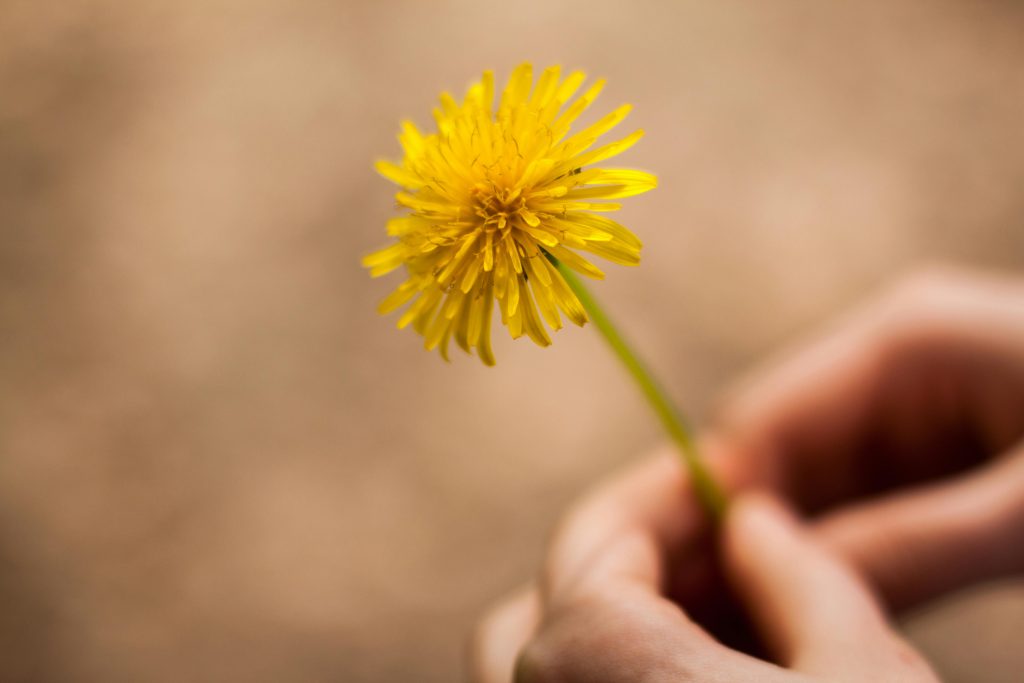 Macro shot of a yellow dandelion flower held delicately, symbolizing nature's simplicity and beauty.